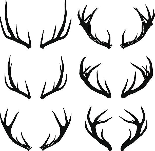 illustrations, cliparts, dessins animés et icônes de vecteur deer antlers collection - ramure