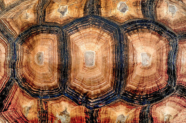 Close up view of turtle shell stock photo