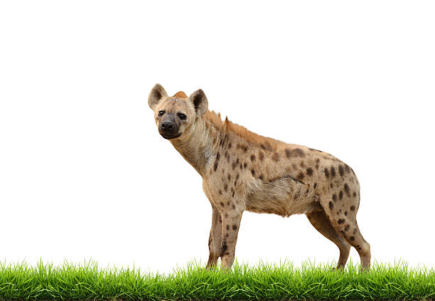 istock spotted hyena with green grass isolated 459115383
