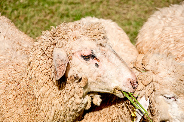 Sheep eating green grass in farm stock photo