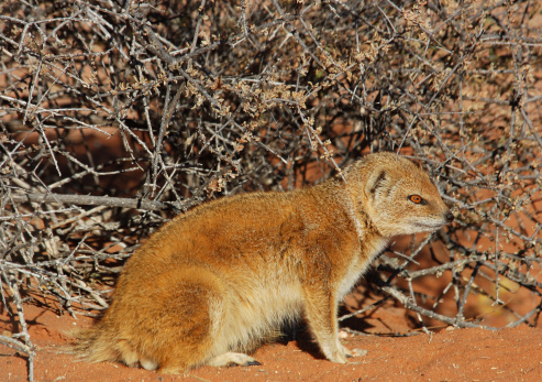 A yellow mongoose (Cynictus penicillata) in the Kgalagadi Transfrontier Park, Southern Africa.