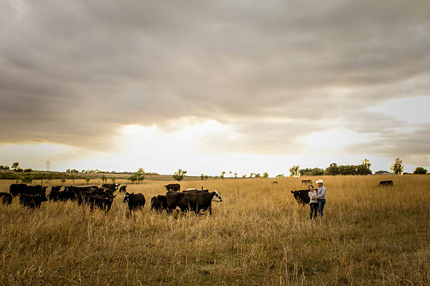 istock Man and Woman Standing in a field with Cows 459116735
