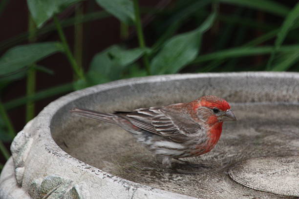 istock House Finch 459116893