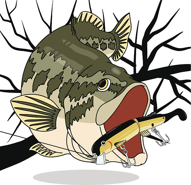 Bass_ChasingBigBait Black bass attacked by lure (Big Bait) black sea bass stock illustrations