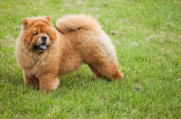 chow-chow cão - chow imagens e fotografias de stock