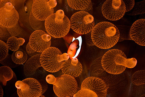 Clark's anemonefish in orange  bulb anemone A Clark's anemonefish (Amphiprion clarkii) snuggles into the bulbous tentacles of its host anemone (Entacmaea quadricolor). This is an example of a mutualistic symbiosis. sea anemone stock pictures, royalty-free photos & images