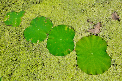 Lotus leaf cover the pond surface at Thailand