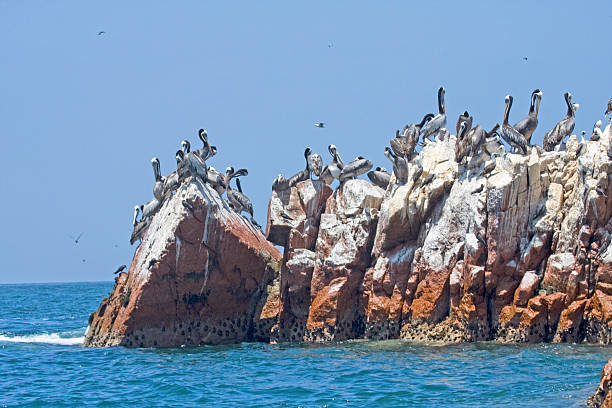 istock Pelicans sitting on the rocks, Palomino Islands, Peru. 459119887