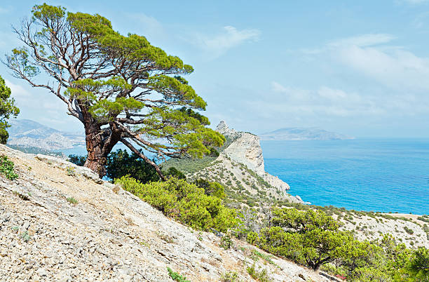 istock Coastline of Novyj Svit summer view (Crimea, Ukraine) 459121861