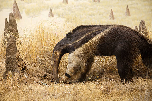 гигантский муравьед между муравей-хиллс - anteater animal nose animal ant стоковые фото и изображения