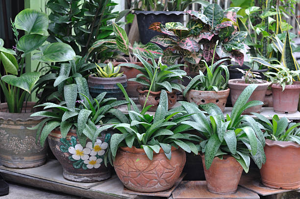 istock Many plant-pot for house decoration 459123435