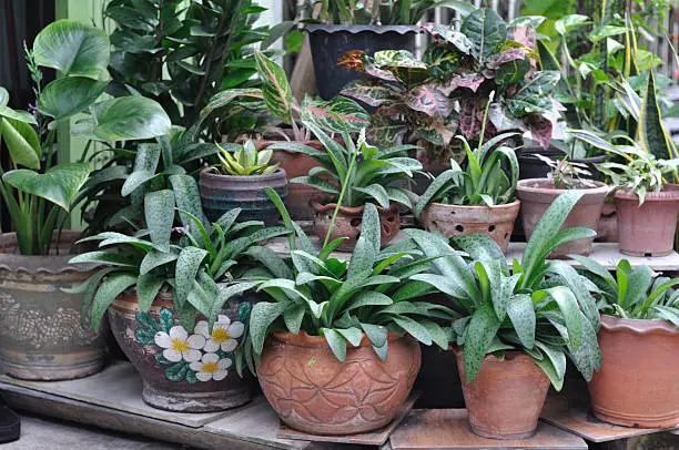 Many plant-pot for house decoration