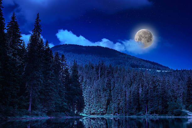 istock pine forest and lake near the mountain 459123587