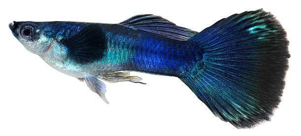 istock Dark blue guppy fish. Poecilia reticulata 459124439