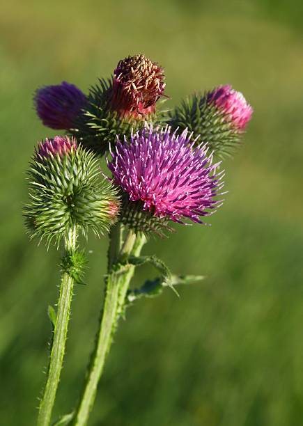 istock wild teasel with purple flowers close up 459124681