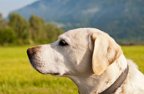 Cão de retrato - foto de acervo