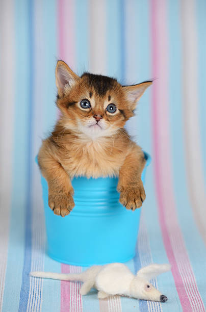 istock Cute somali kitten in a bucket with mouse 459128013