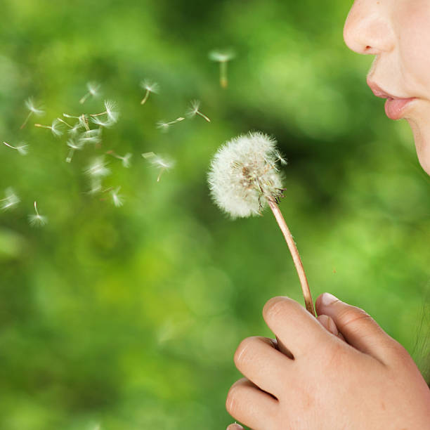 istock Girl blowing the seeds off a dandelion clock 459129751