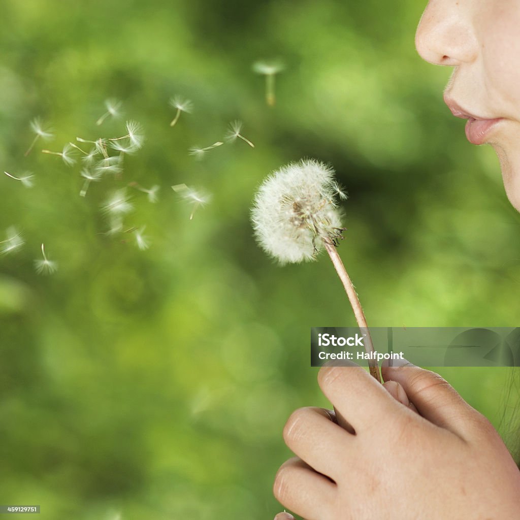 Girl blowing the seeds off a dandelion clock Cute little girl is blowing to dandelion in the green park Dandelion Stock Photo
