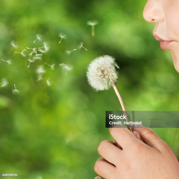 Girl Blowing The Seeds Off A Dandelion Clock Stock Photo - Download Image Now - Dandelion, Flying, Activity