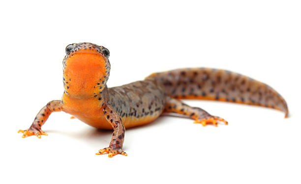 carpathian newt (lissotriton montandoni) en blanco - salamandra fotografías e imágenes de stock