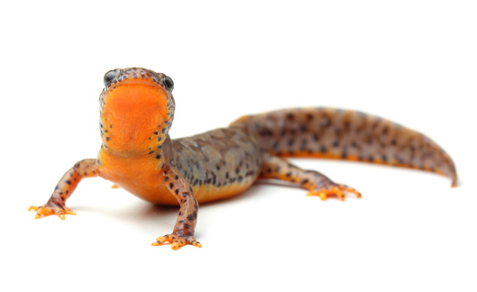 Carpathian newt (Lissotriton montandoni) isolated on white