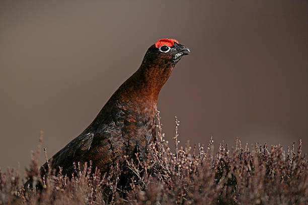 istock Red grouse, Lagopus lagopuss 459133725