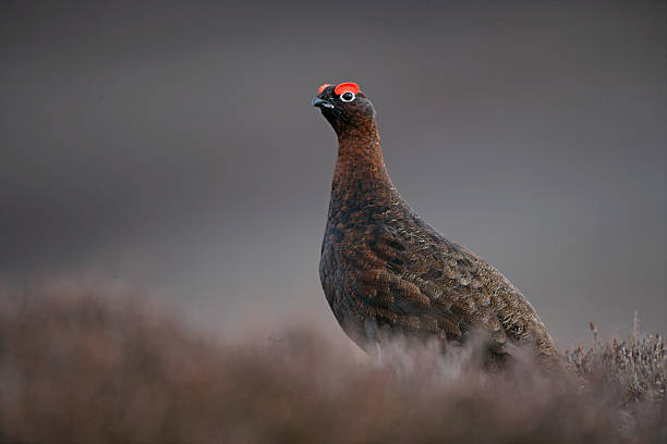 istock Red grouse, Lagopus lagopuss 459134193