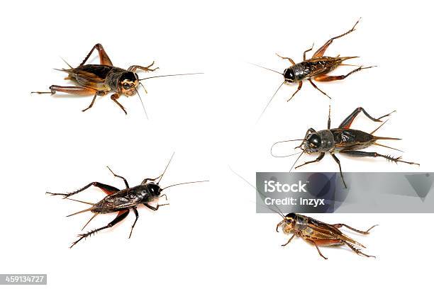 Insektengrillen Stockfoto und mehr Bilder von Grille - Insekt - Grille - Insekt, Insekt, Extreme Nahaufnahme