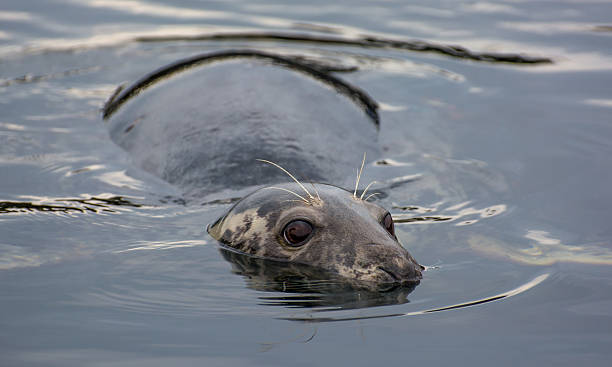 istock Cautious seal lying in the water 459134961