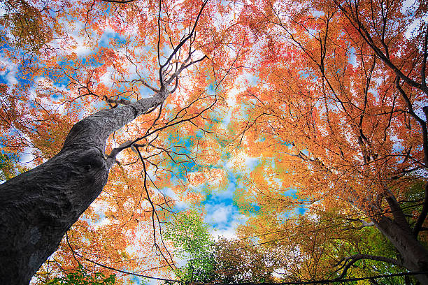 Autumn Japanese garden with maple in Kyoto,Japan
