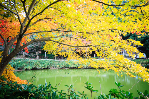 Autumn Japanese garden with maple in Kyoto,Japan