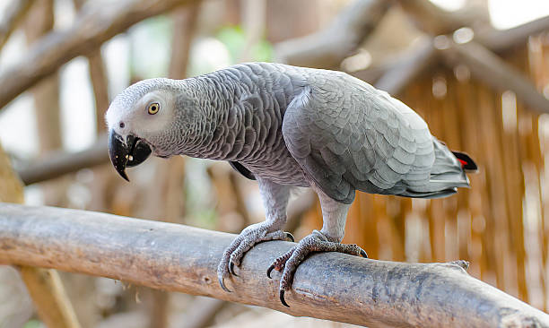 istock Beautiful of gray parrot 459136819