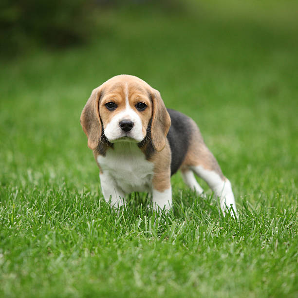 istock Gorgeous beagle puppy in the garden 459140347