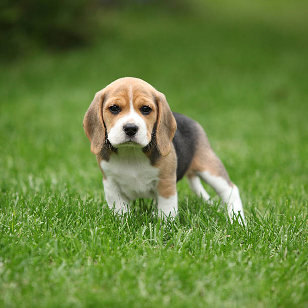 Gorgeous beagle puppy in the garden stock photo