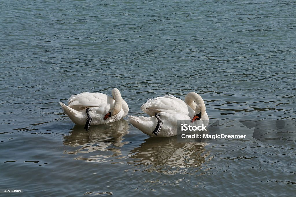 Dois cisnes Mute - Foto de stock de Cisne royalty-free