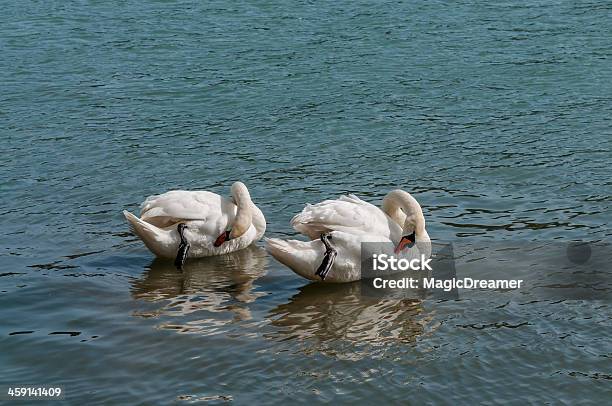 Foto de Dois Cisnes Mute e mais fotos de stock de Cisne - Cisne, Limpar - Atividade Móvel, Agressão
