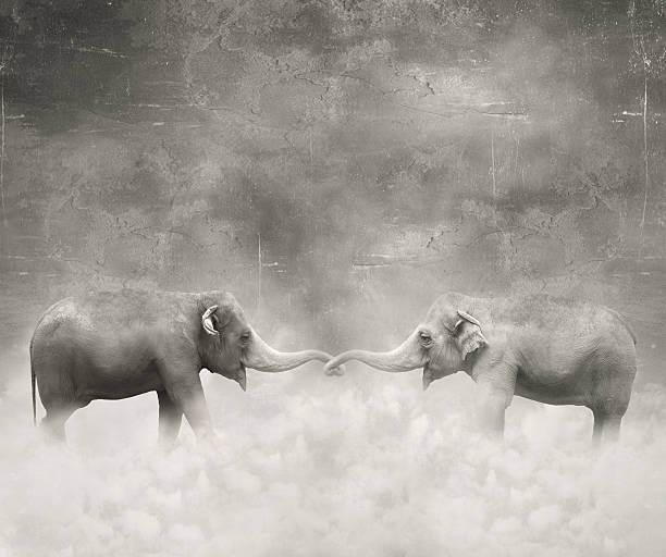 In love Couple of elephants who keeps with their trunks like a lovers in black and white and a surreal background romantic styles stock illustrations