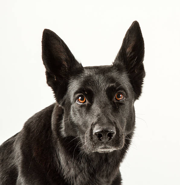 istock Black German shepherd sitting looking at you in a studio 459145905