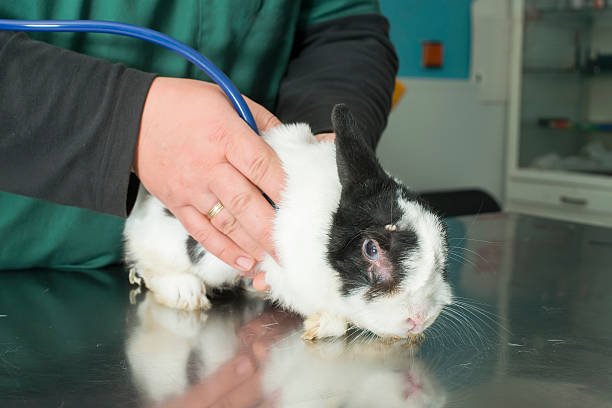 Rabbit in a veterinary office Rabbit in a veterinary office. Black and white rabbit sick bunny stock pictures, royalty-free photos & images