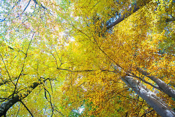Tree tops in autumn low angle view