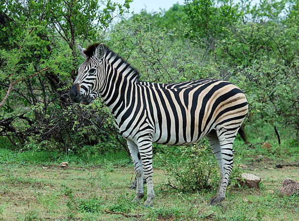 istock Burchell's Zebra in Africa 459148911