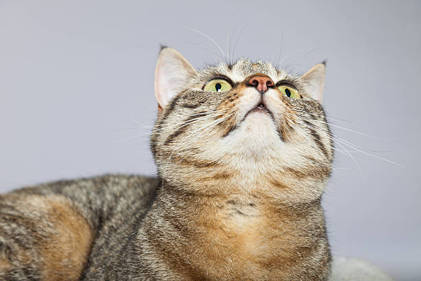 istock Tabby cat in white basket. Studio shot against grey. 459149223