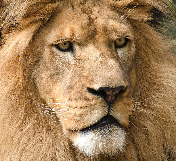 istock Male African lion face 459149535