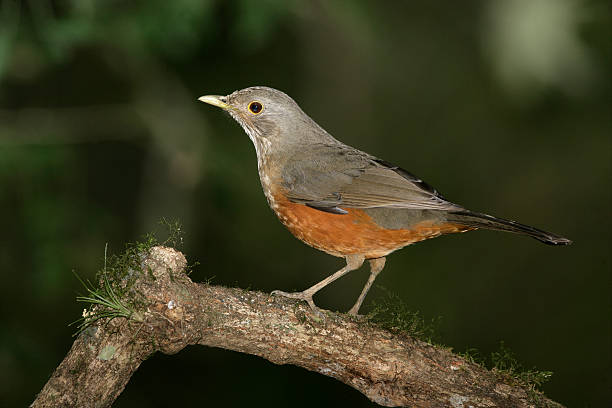 istock Rufous-bellied thrush, Turdus rufiventris 459149937