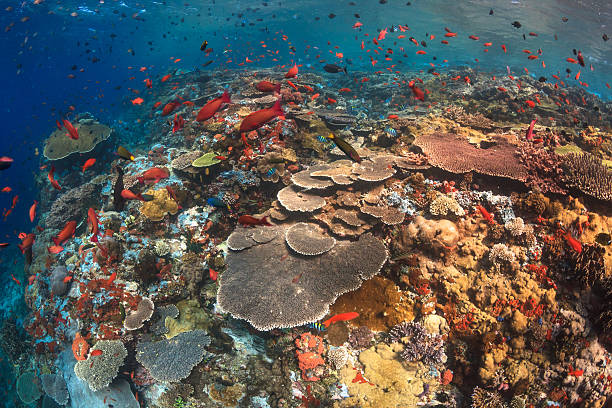 Healthy coral reef of the current city,Komodo A shallow coral reef, composed of a diversity of hard coral on the famous divesite "Batu bolong" in Komodo national park,Indonesia anthias fish photos stock pictures, royalty-free photos & images