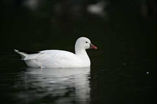 Ross's goose, Anser rossii, single bird on water