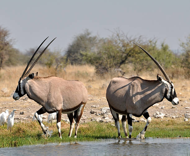 gemsbok antelope (orix gazella) - gemsbok antelope mammal nature fotografías e imágenes de stock