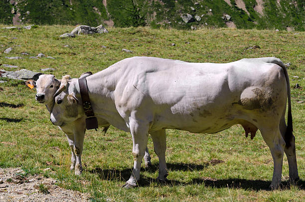 mucca e vitello - domestic cattle calf mother field foto e immagini stock