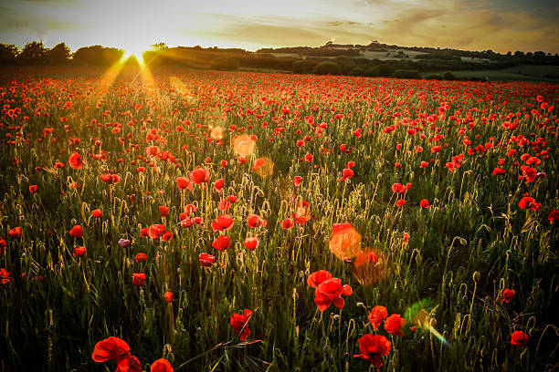 가시양귀비 필드-렌즈 플레어 - poppy field remembrance day flower 뉴스 사진 이미지